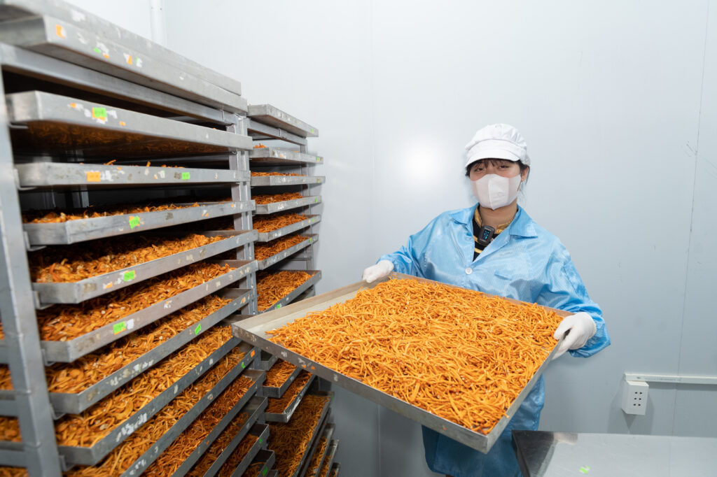 Đông Trùng Hạ Thảo